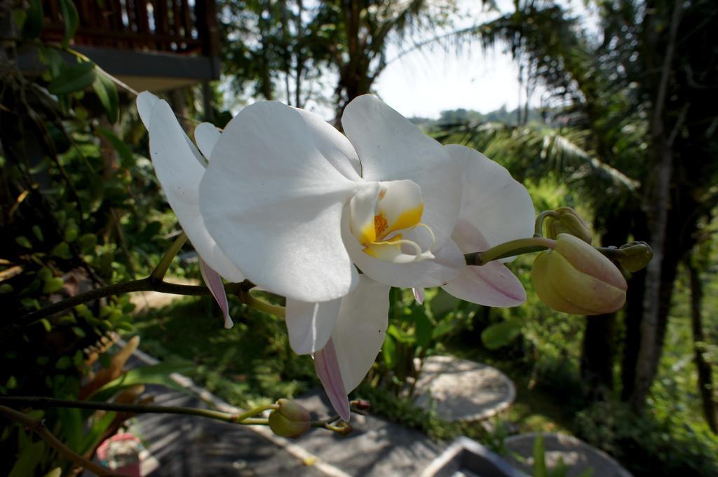 Prashanti Bali Ubud Eksteriør billede